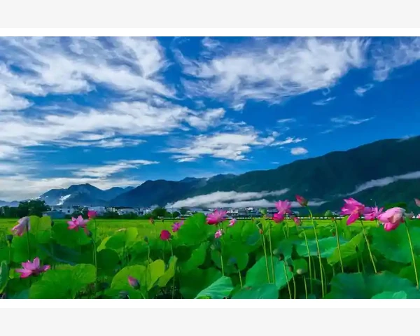 黄元御调理脾胃阳虚：让生活焕发活力